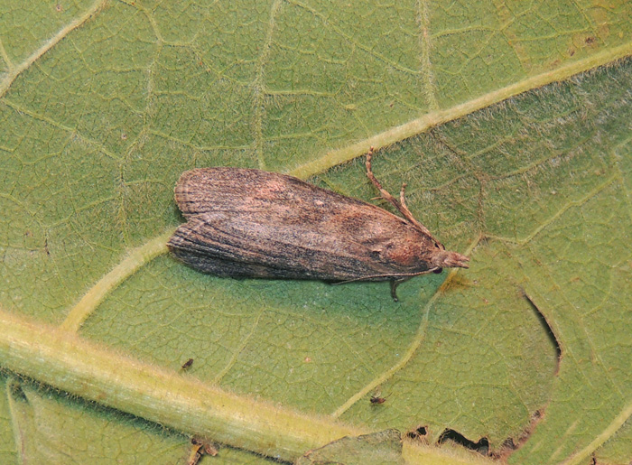 Lamoria anella Pyralidae